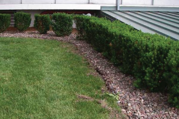 kc-shrubbery-planting